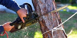 How Our Tree Care Process Works  in  Munsons Corners, NY